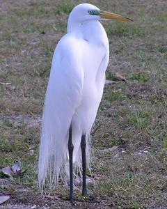 Great Egret (American)