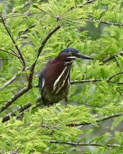 Green Heron