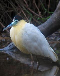 Capped Heron