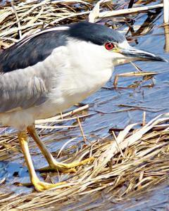 Black-crowned Night-Heron