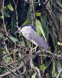 Black-crowned Night-Heron