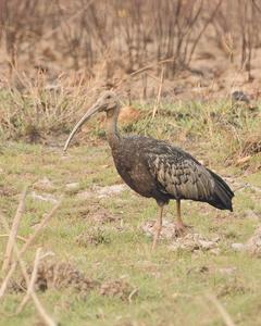 Giant Ibis