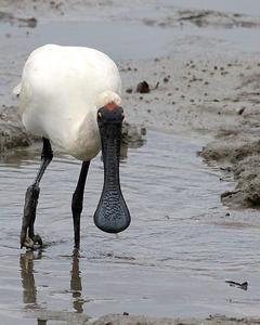 Royal Spoonbill