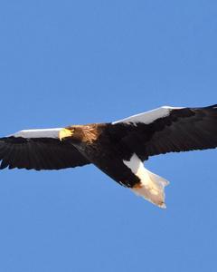 Steller's Sea-Eagle