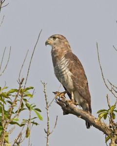 Fasciated Snake-Eagle