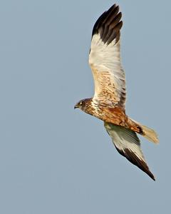 Eurasian Marsh-Harrier