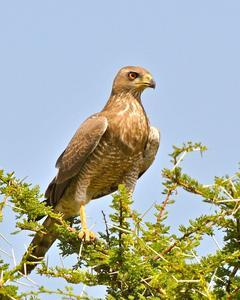 Dark Chanting-Goshawk
