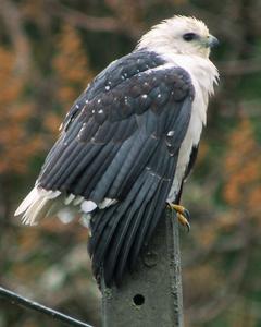 Mantled Hawk