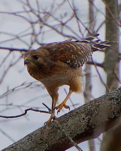 Red-shouldered Hawk (Eastern)