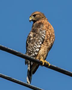 Red-shouldered Hawk (Eastern)