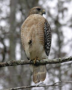 Red-shouldered Hawk (extimus)