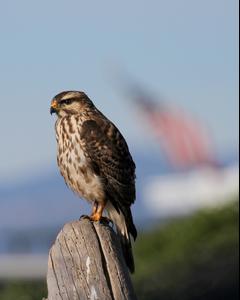 Gray Hawk