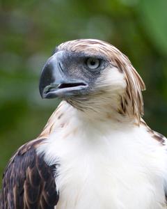 Philippine Eagle