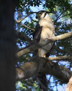 Collared Forest-Falcon