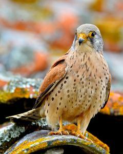 Lesser Kestrel