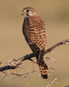 Eurasian Kestrel