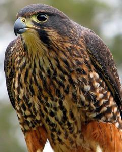 New Zealand Falcon