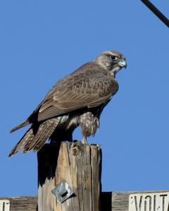 Gyrfalcon