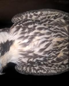 Peregrine Falcon (Tundra)
