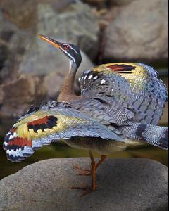 Sunbittern