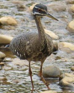 Sunbittern