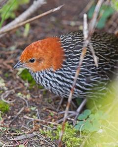 Striped Flufftail