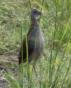 African Crake