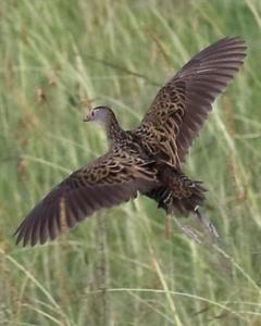 African Crake