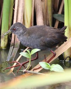 Black Crake