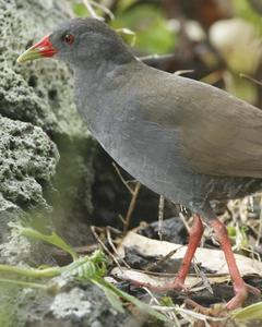 Paint-billed Crake