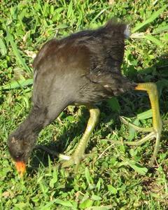 Common Gallinule (Hawaiian)