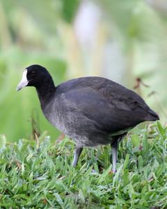 Hawaiian Coot
