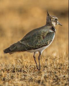 Northern Lapwing