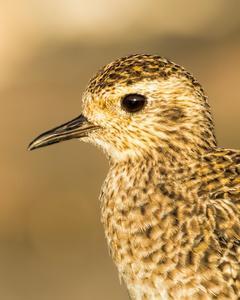 Pacific Golden-Plover