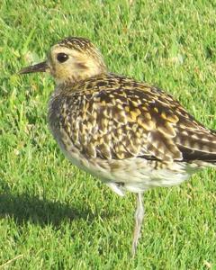 Pacific Golden-Plover