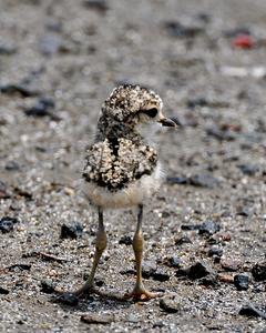 Kittlitz's Plover