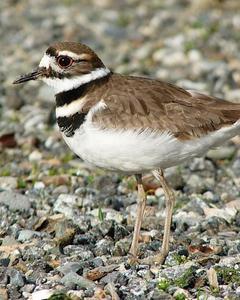 Killdeer