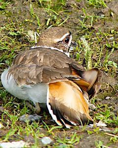 Killdeer