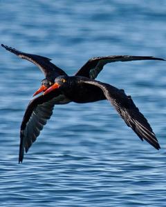 Black Oystercatcher