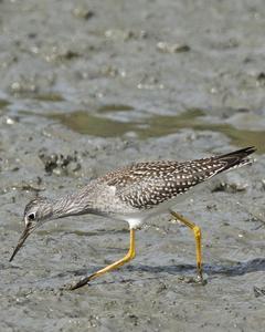 Lesser Yellowlegs