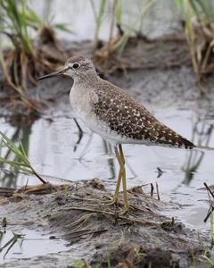 Wood Sandpiper