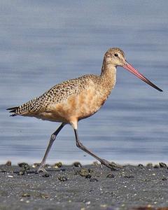 Marbled Godwit