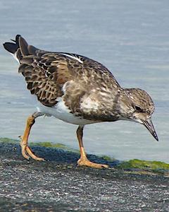 Ruddy Turnstone