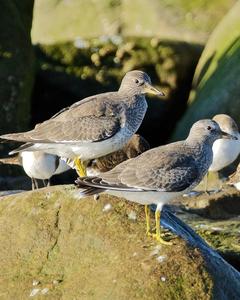 Surfbird