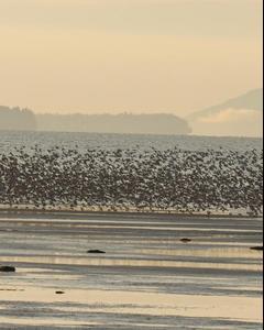 Dunlin