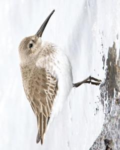 Dunlin (pacifica/arcticola)