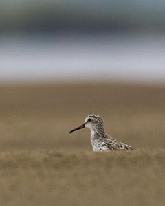 Broad-billed Sandpiper