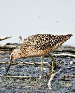 Long-billed Dowitcher