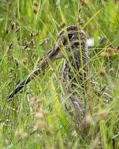 South American Snipe (South American)