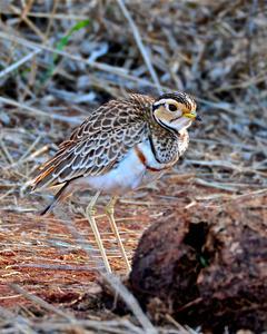 Three-banded Courser